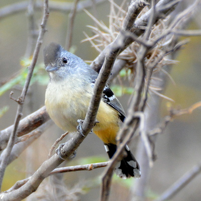 Giant Antshrike_2